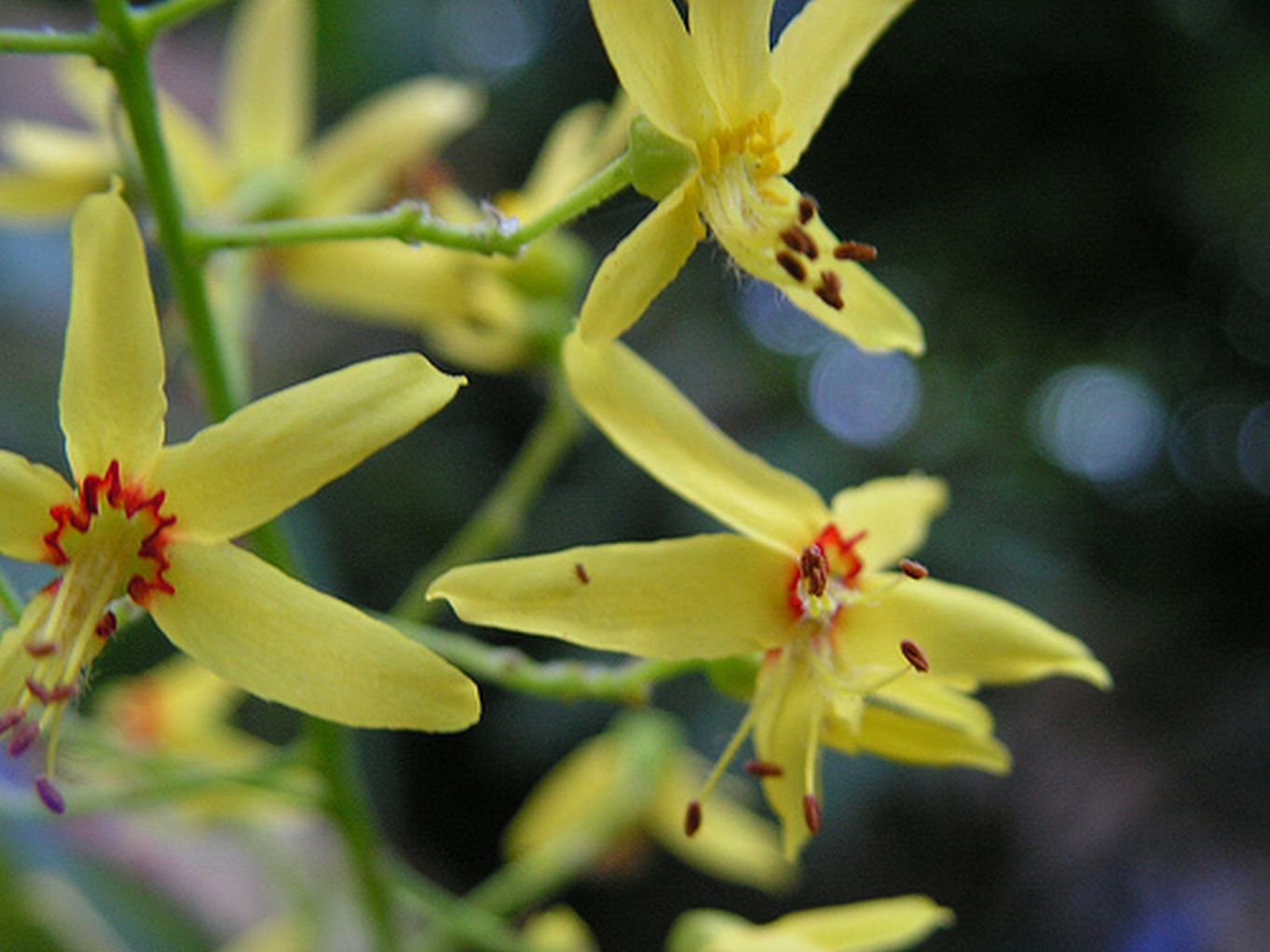 Koelreuteria paniculata